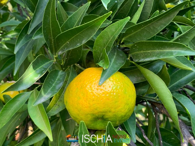 Mandarini bio ischia